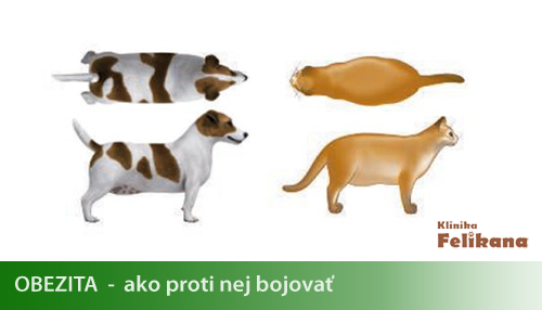 OBEZITA - ako proti nej bojovať